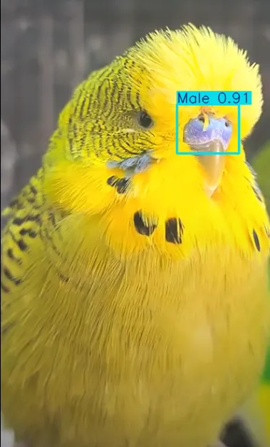 Budgerigar publication visual with model results